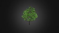 Plum Tree 3D Model 3.2m