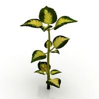 Plant 3D Model