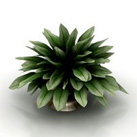 Plant 3D Model