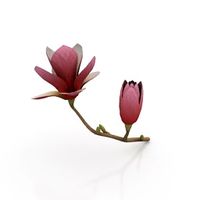 Flower 3D Model