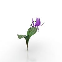 Flower 3D Model