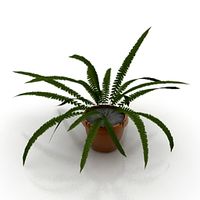 Fern 3D Model