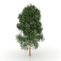 Tree 3D Model