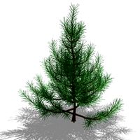 Fir-tree 3D Model