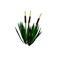 Bulrush 3D Model