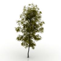 Birch 3D Model