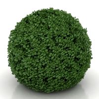 Bush 3D Model