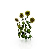 Sunflower 3D Model