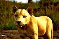 Animalia - Lion (young)