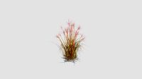 Miscanthus sacchariflorus