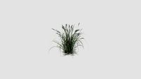 Miscanthus sacchariflorus