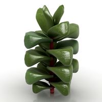 Plant 3D Model