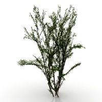 Tree 3D Model