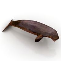 Seal 3D Model
