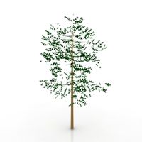 Tree 3D Model
