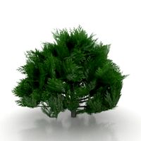 Tree 3D Model