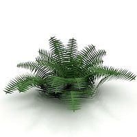 Fern 3D Model