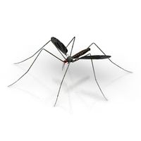 Mosquito 3D Model
