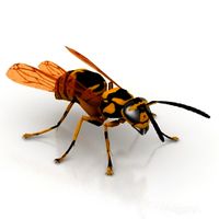 Wasp 3D Model