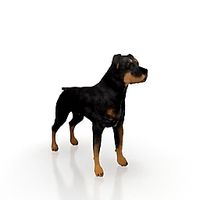Dog 3D Model