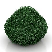 Bush 3D Model