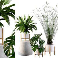 Plants collection 087