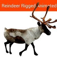 Snow Reindeer Animated Rigged Model 3D Model