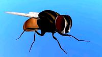 Housefly lowpoly 3d model and 3d print model