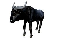 Wildebeest
