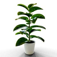 Ficus Elastica