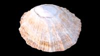 Limpet sea shell