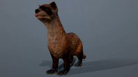 Black-footed ferret