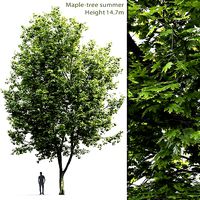 Maple-tree 07 H14m