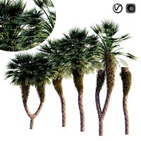 Chinese Fan Palm tree