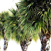 Palmetto Palm tree