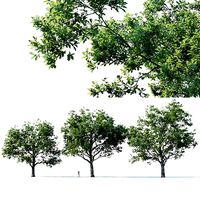 Common oak Nr7 H11-13m Three tree set