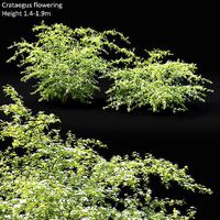 Crataegus Hawthorn flowering 01