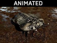 Trilobite 06 - CYBELE PANDER