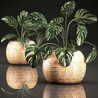 Monstera for the interior in basket 641