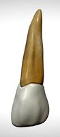 Maxillary lateral Incisor