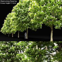 Chestnut-tree 02 H7-11m