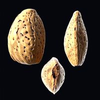 Almond Shell B