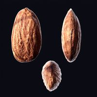 Almond B
