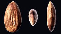 Almond C
