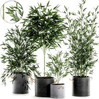 Bamboo bush for the interior in a black flowerpot 597