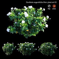 Gardenia angustifolia merr  Plant set 02