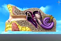 Auditory System 3D model