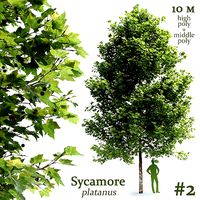 Plane-tree Sycamore Platanus V2
