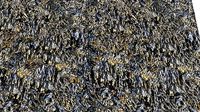 Seaweed textures PB