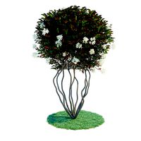 Photinia parachute